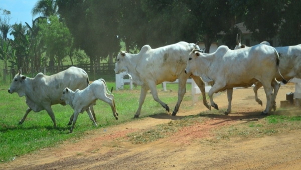 Acre recebe selo internacional como área livre de aftosa sem vacinação